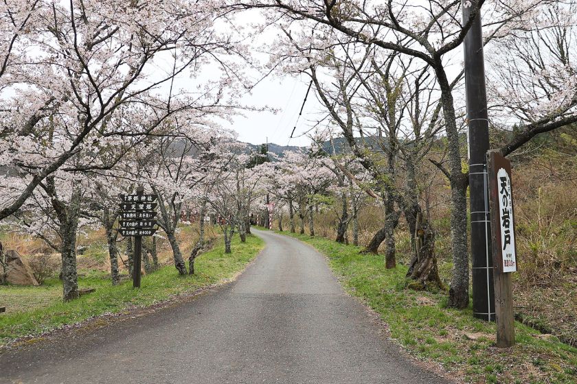 茅部神社 遊歩道と桜並木