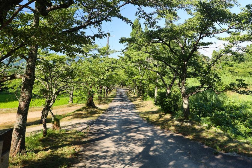 7月末 桜並木