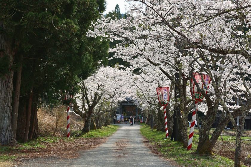 茅部神社 入り口の桜並木